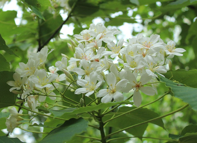 油桐花除了好看,全身是宝,结的籽可以榨桐油,桐油为油漆,印刷油墨的