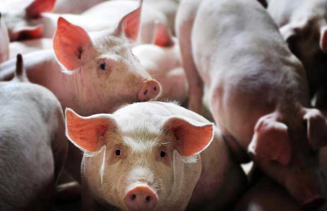 2021年5月下旬,猪价为什么会出现北涨南跌?养殖户要谨慎选择压栏