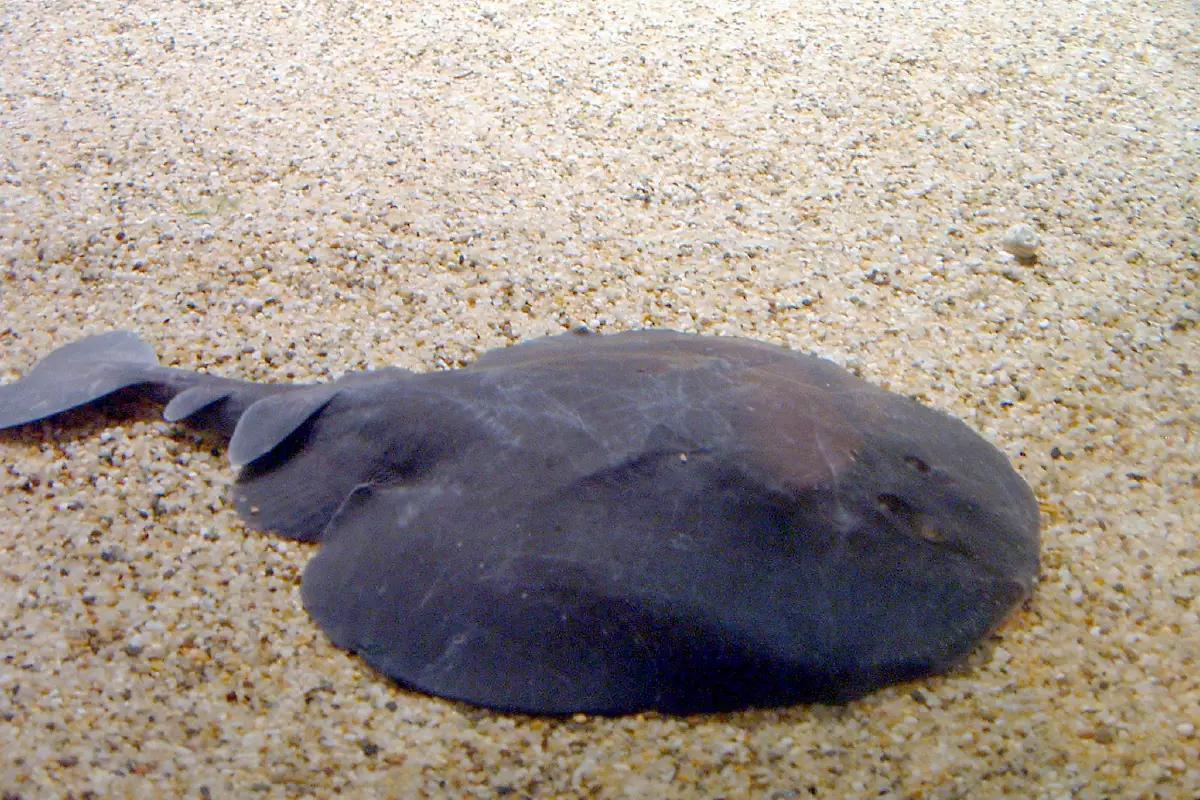 海洋生物大揭秘 电鳐为什么可以电晕其他动物,自己却安然无恙?