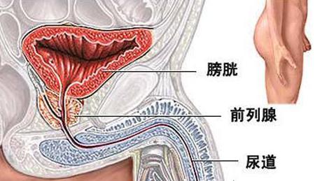 关于男性尿路感染的问题,贵阳友好妇科医院医生介绍说,男性尿道相对较