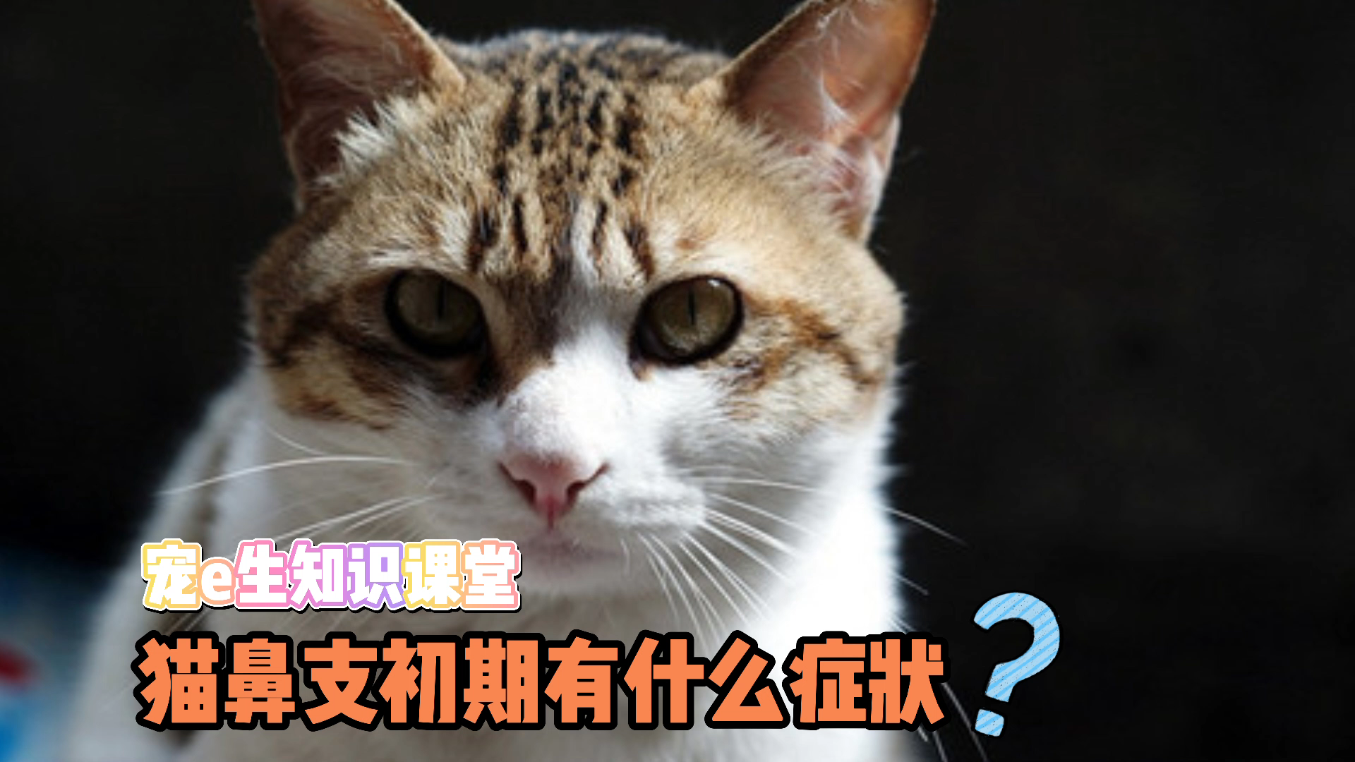 宠物知识科普猫鼻支初期会有什么症状