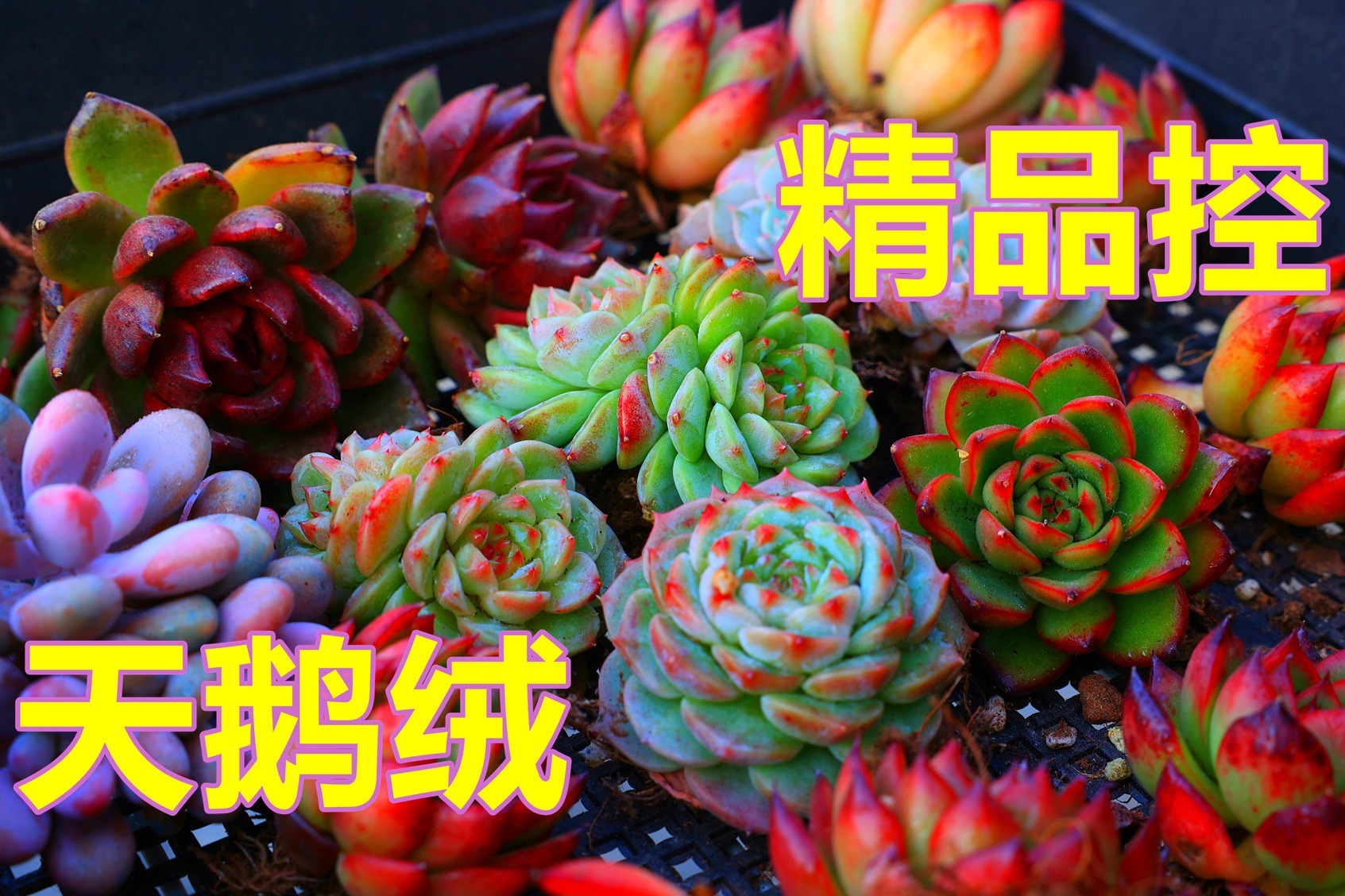 精品多肉中的"精品"天鹅绒,做好这几点,让您的多肉长出糖心