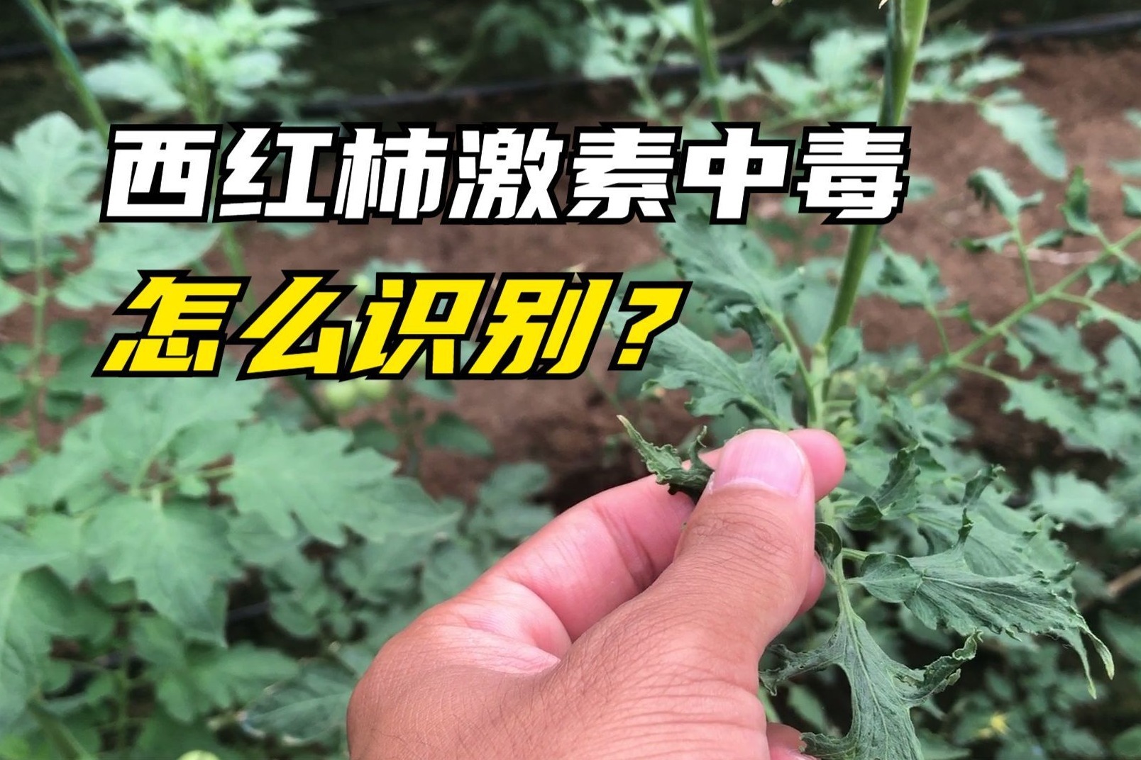 农业知识:西红柿激素中毒症状表现有哪些?田间地头现场识别