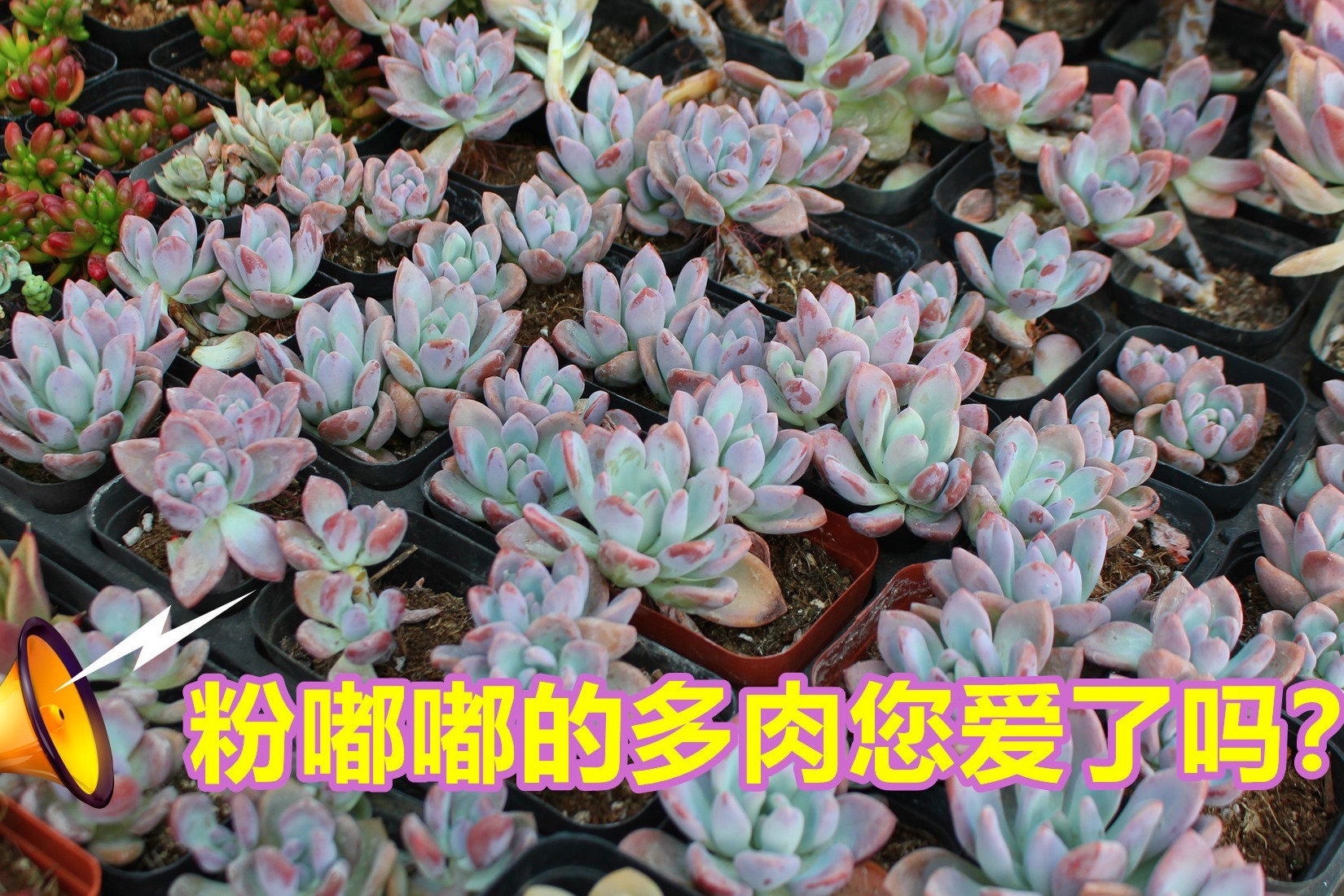 粉嘟嘟无人不爱的多肉奥普状态美得让人羡慕您爱了吗