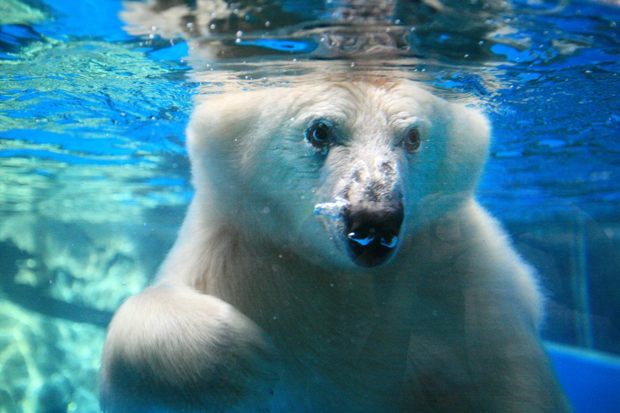 2月27日国际北极熊日 在成都海昌极地海洋公园关爱北极熊__凤凰网