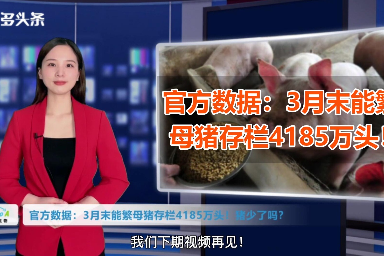 母猪怀孕3个月的图片,母猪怀孕九十天图片 统计局3月末母猪存栏数据透露两大信息猪价要逆转