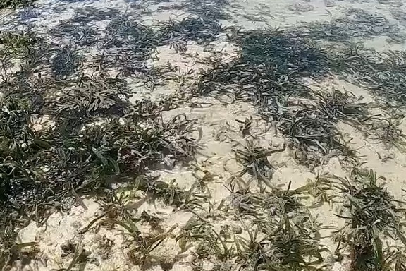 今天我在非洲的印度洋赶海，居然发现一对在谈恋爱的海马