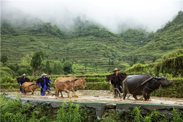 牛王挂红,仙女舞空!中国楠溪江农耕文化节开幕
