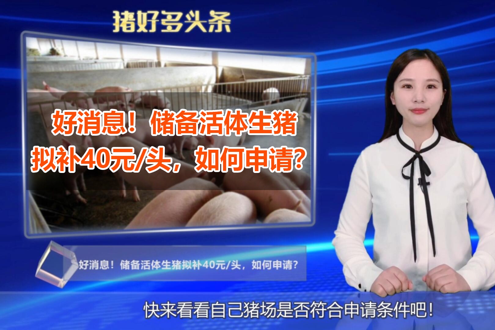 好消息！储备活体生猪拟补40元/头，如何申请？怎么管理发放？