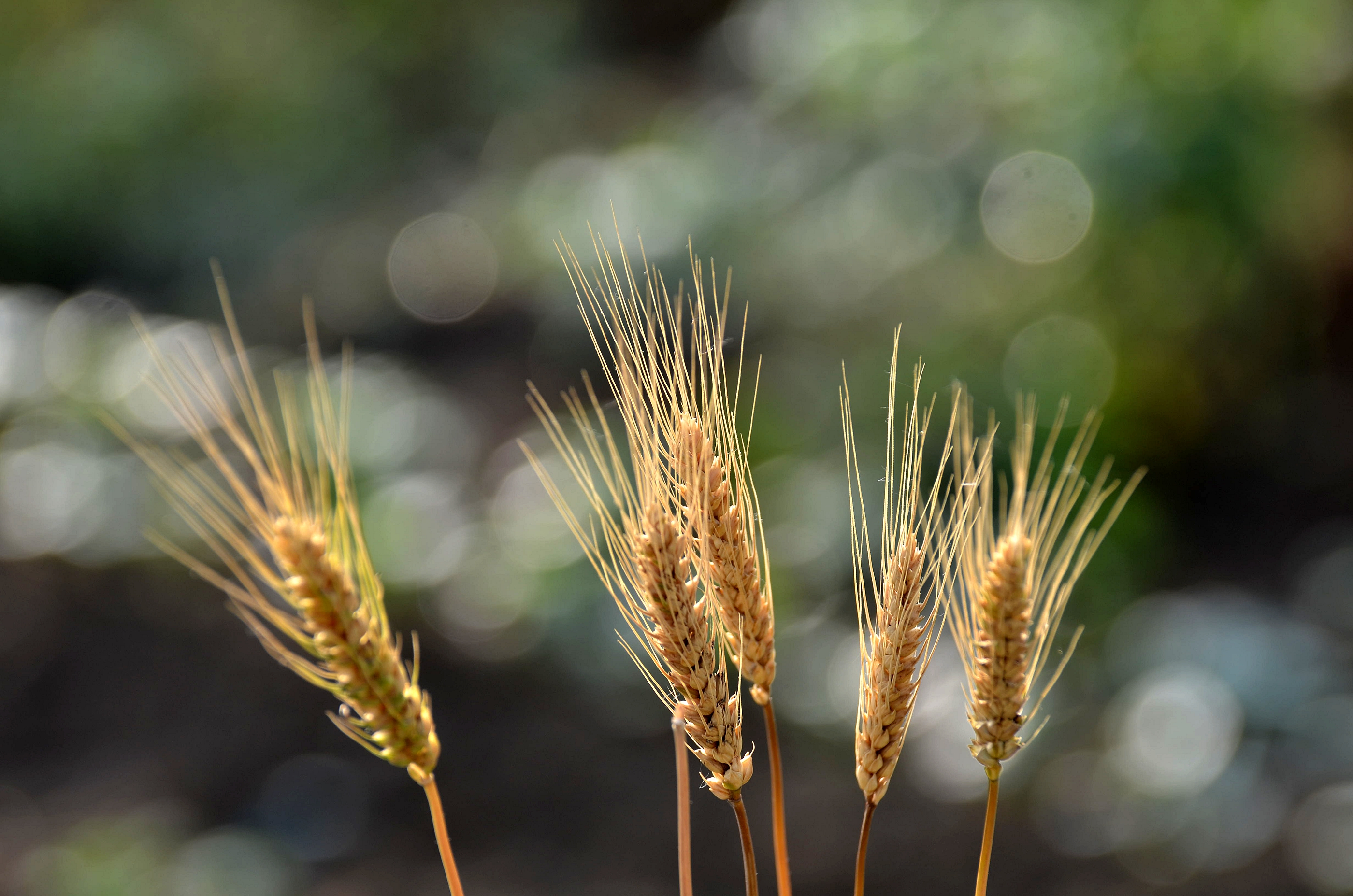 西风烘穗海机械刈禾田