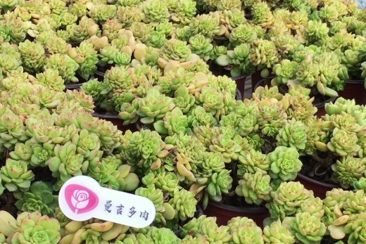 曼曼带大家参观黄金蜡牡丹,看到款杂交太精致了,你认识吗?