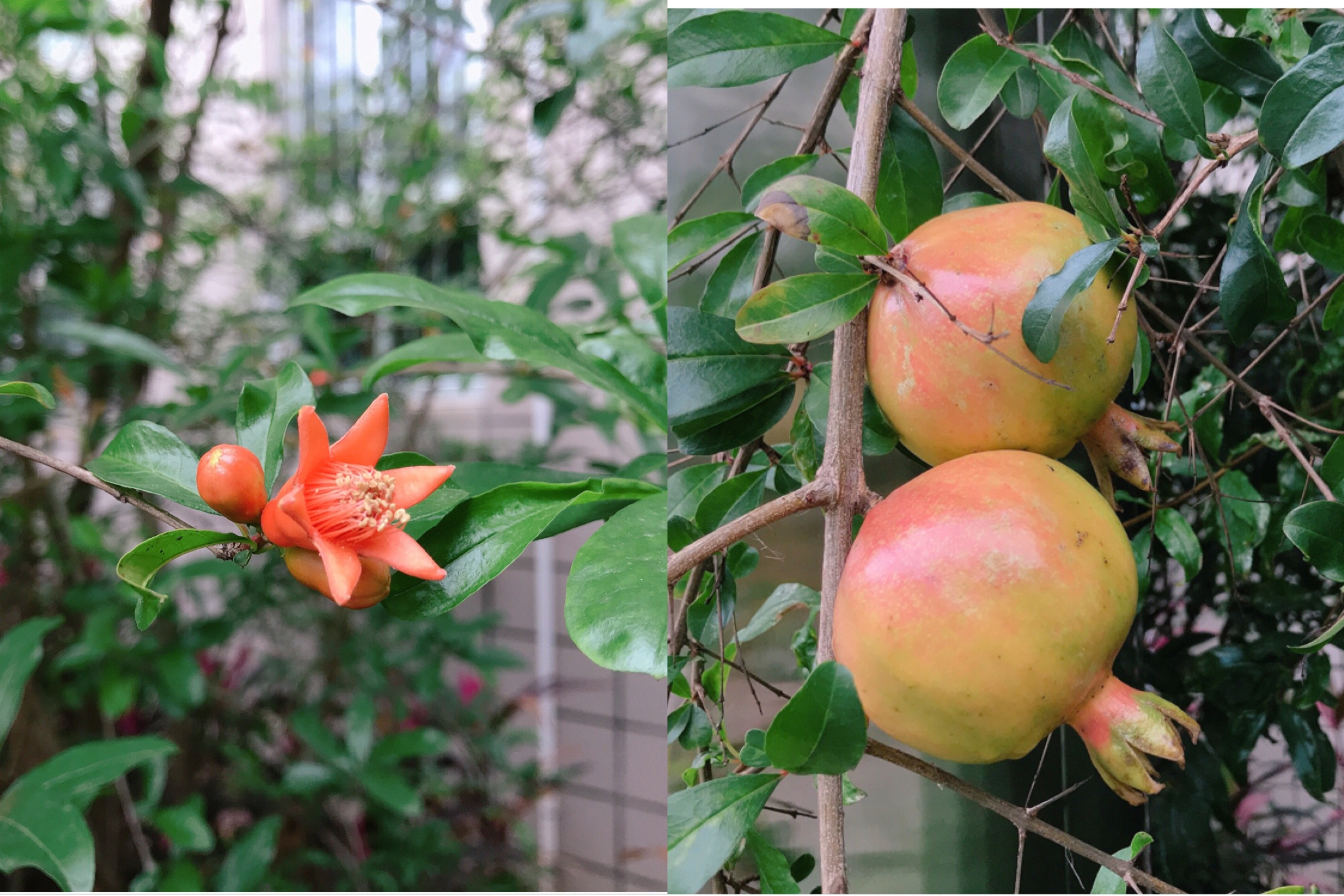 南宁"早熟"石榴树:5月开花,6月挂果,看着让人流口水!