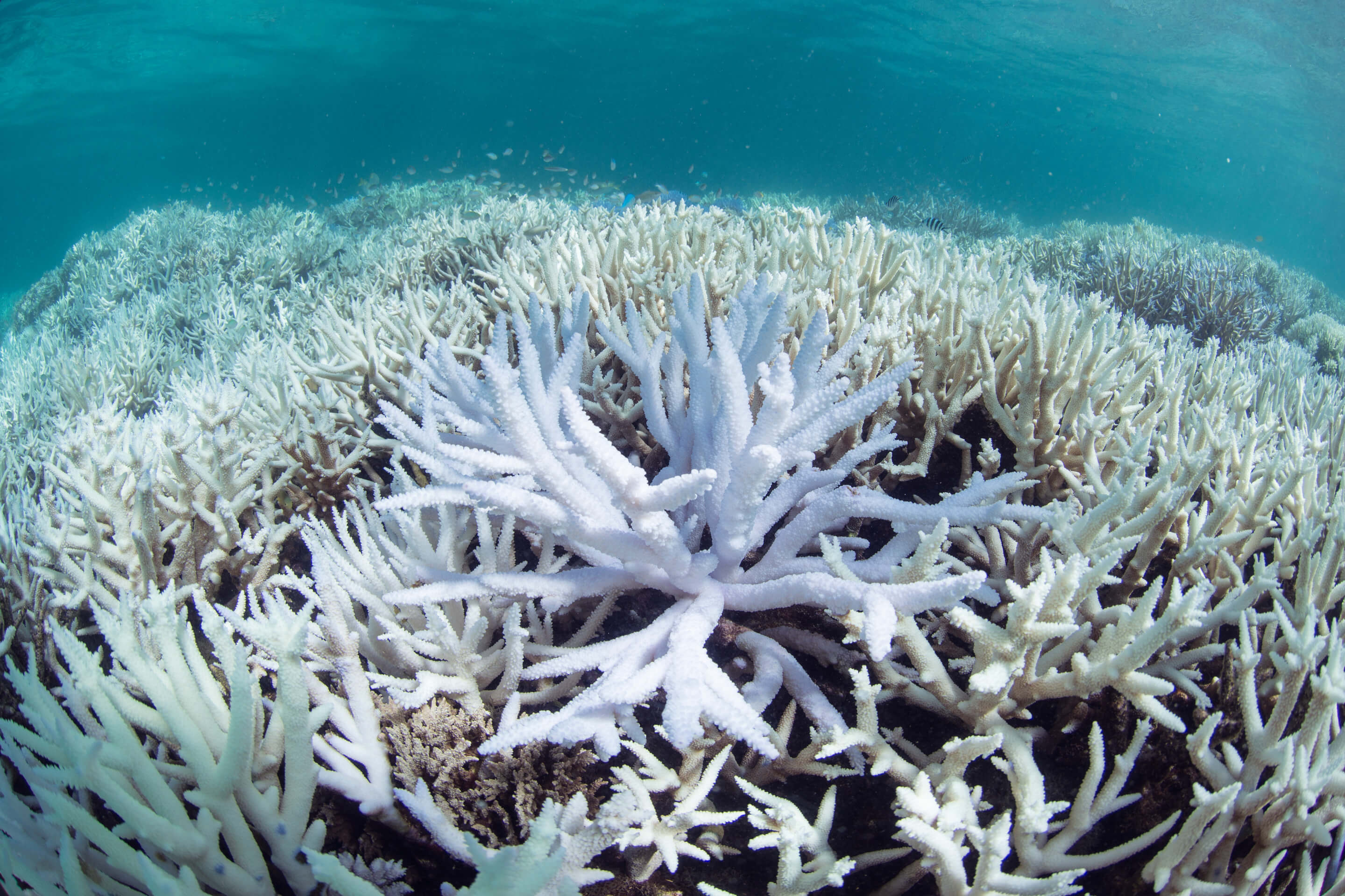 世界海洋日 | 保護海洋環境,守護蔚藍家園