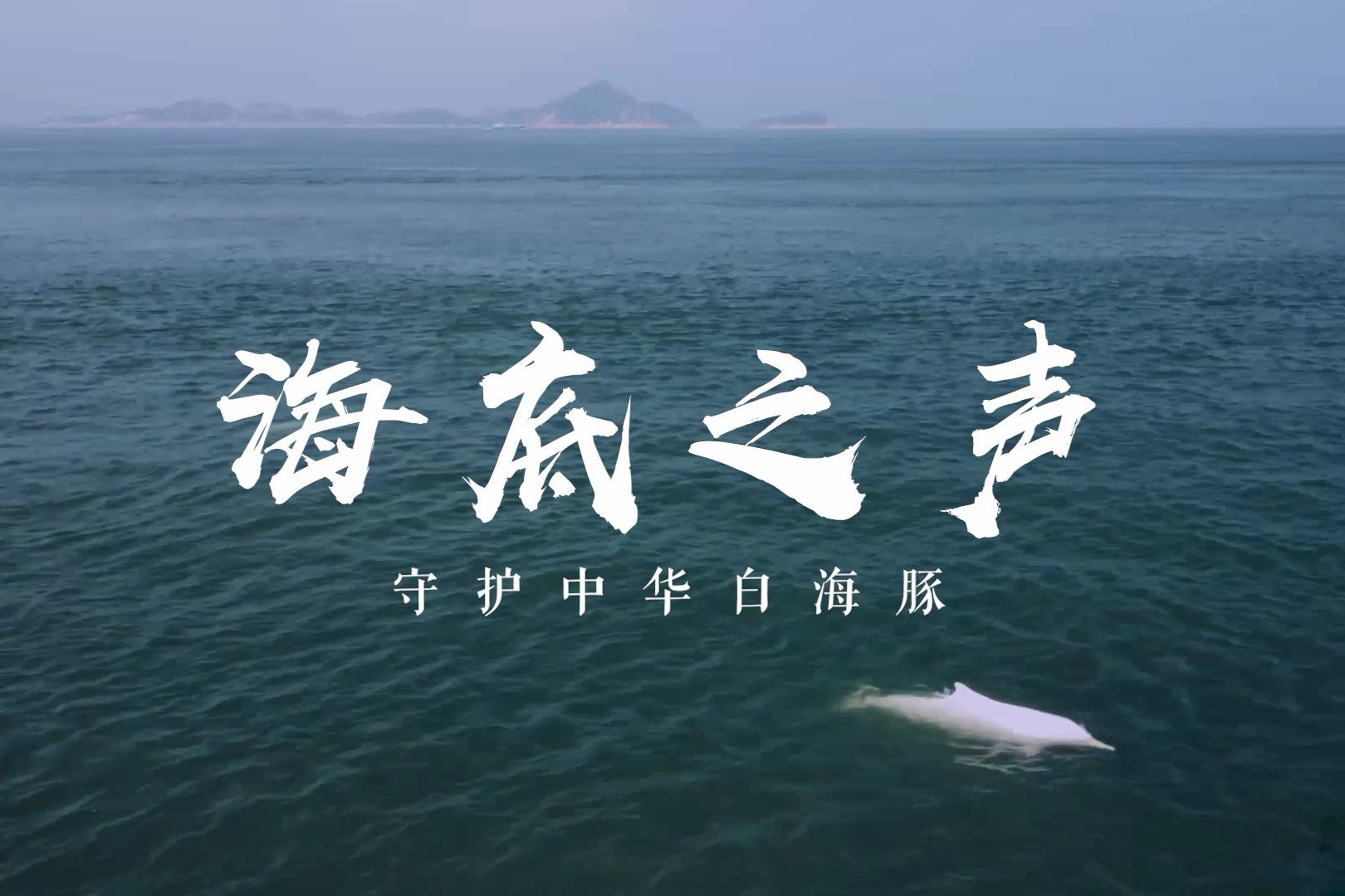 海底之声——守护中华白海豚