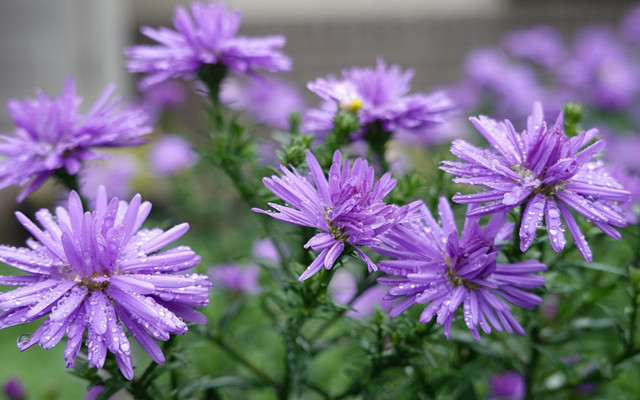 它好像回魂了一样,突然又重新开始生长,故而被人们称作"返魂紫苑草"