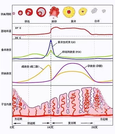 上海最大的助孕公司（女性雌激素过高会降低试管移植成功率吗？女性雌激素多还是少较好）