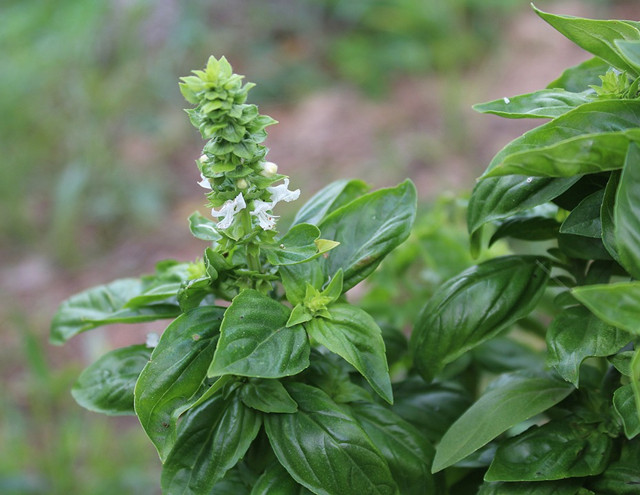 丁香罗勒用于调制意大利菜,混在蒜,番茄中味道独特,增加口感