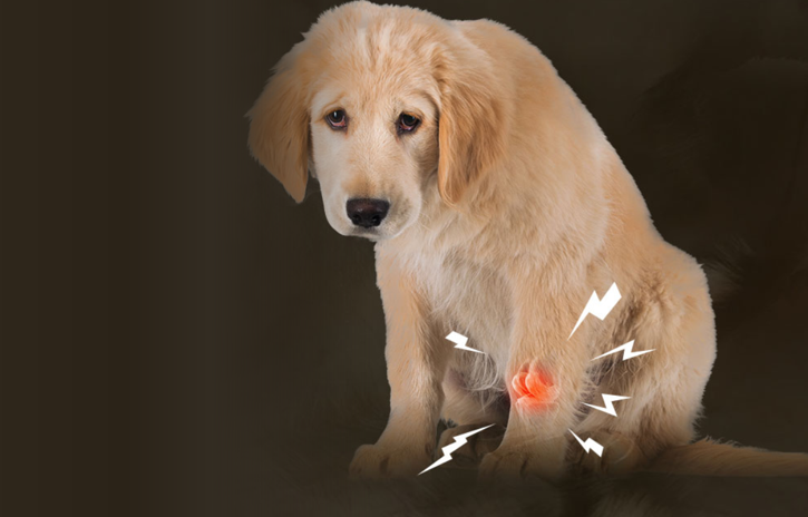 小型犬难逃的髌骨脱位,要怎么预防?