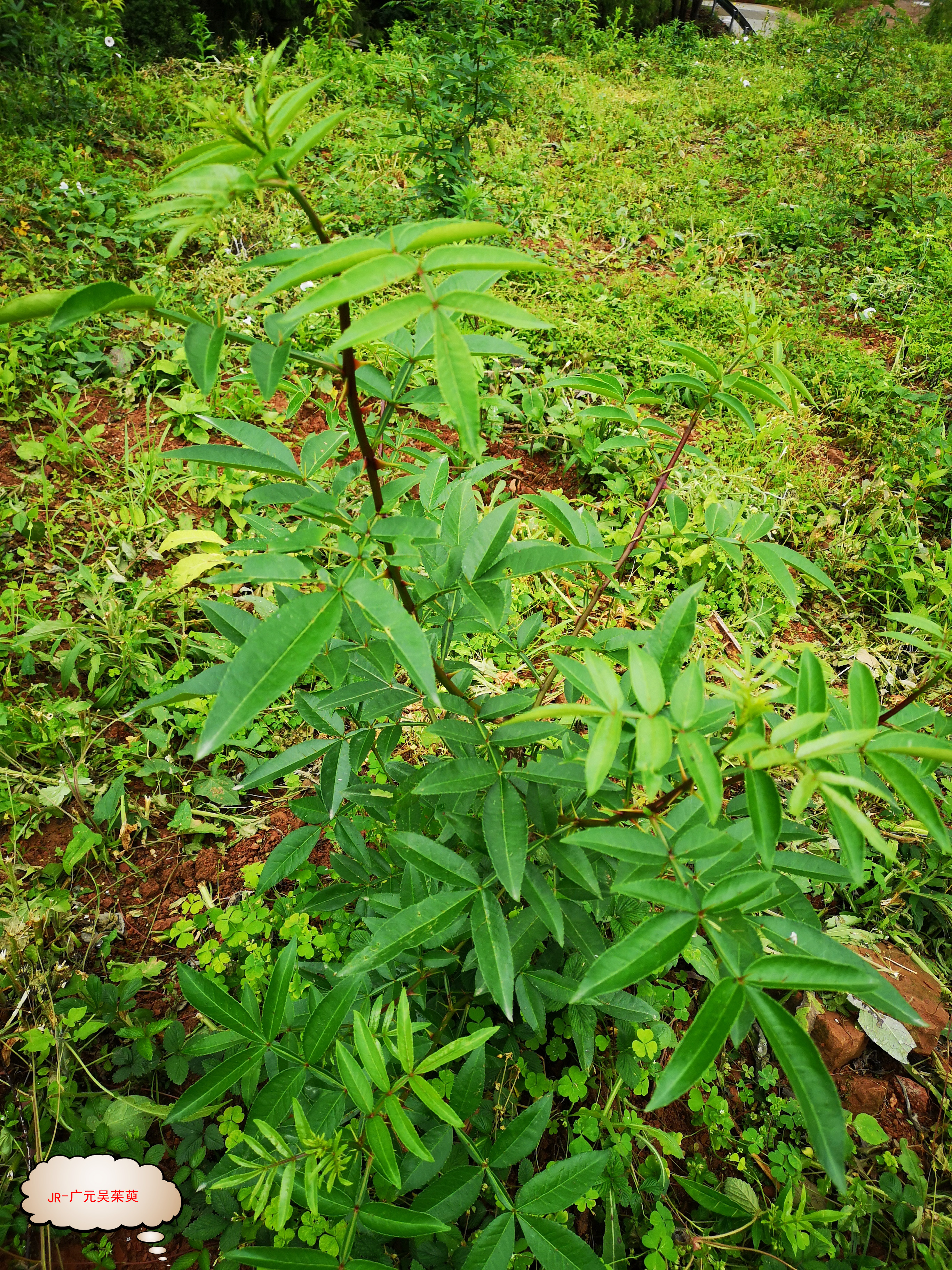 不论内销还是外贸绿色中药中药材都是受追捧哟__凤凰网