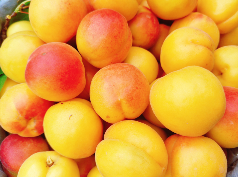 甘肃灵台牛心杏黄了