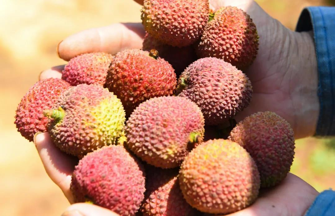 小心"荔枝病",严重可致命!__凤凰网