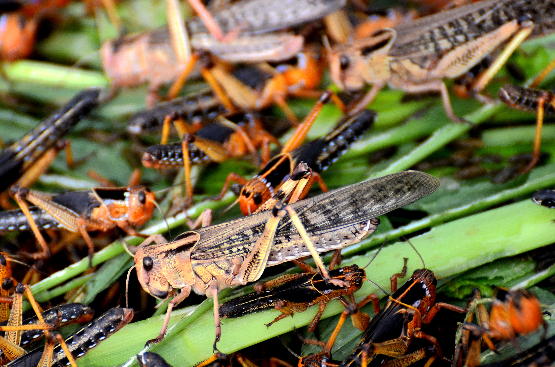 新闻,查看更多高清图片赵良成和张春梅跟我说:"这种蚂蚱叫东亚飞蝗,别