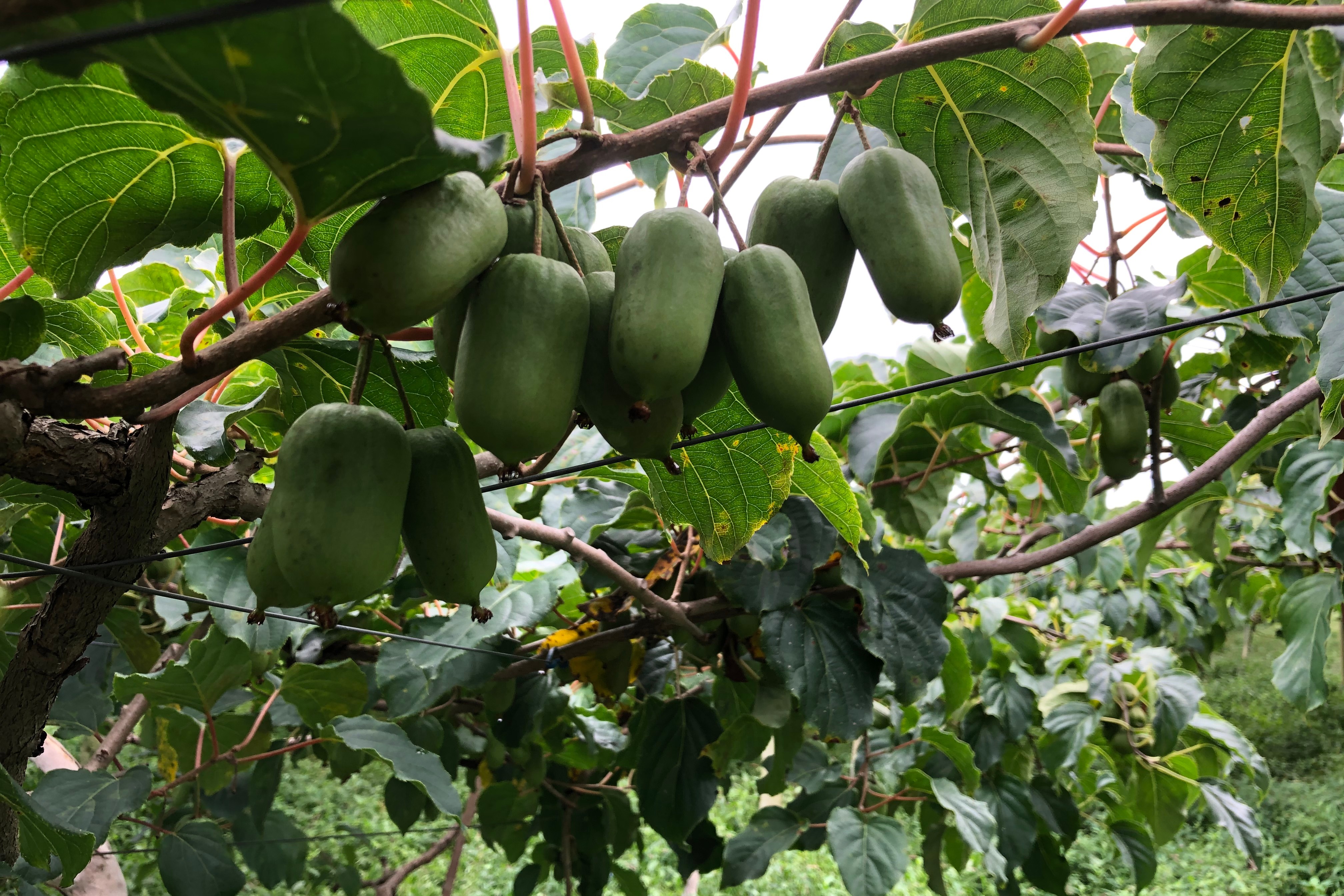 莓好佳园奇异莓生长正常枝条木质化对比看枝条学管理