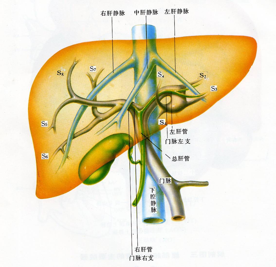 肝脏是如何工作的？6个关于肝脏的小知识，你可能不知道_身体
