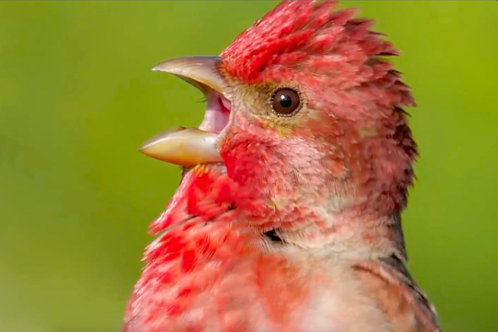 原来这就是普通朱雀，叫声悦耳动听，羽毛光鲜艳丽！