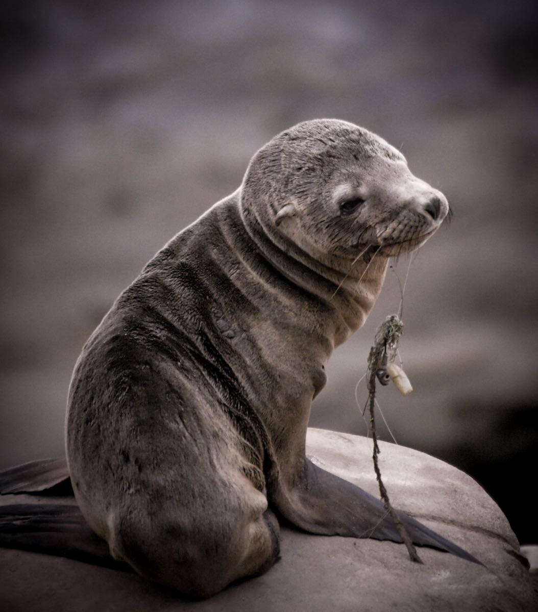 2021 年度 ocean conservancy 摄影大赛获奖作品公布__凤凰网