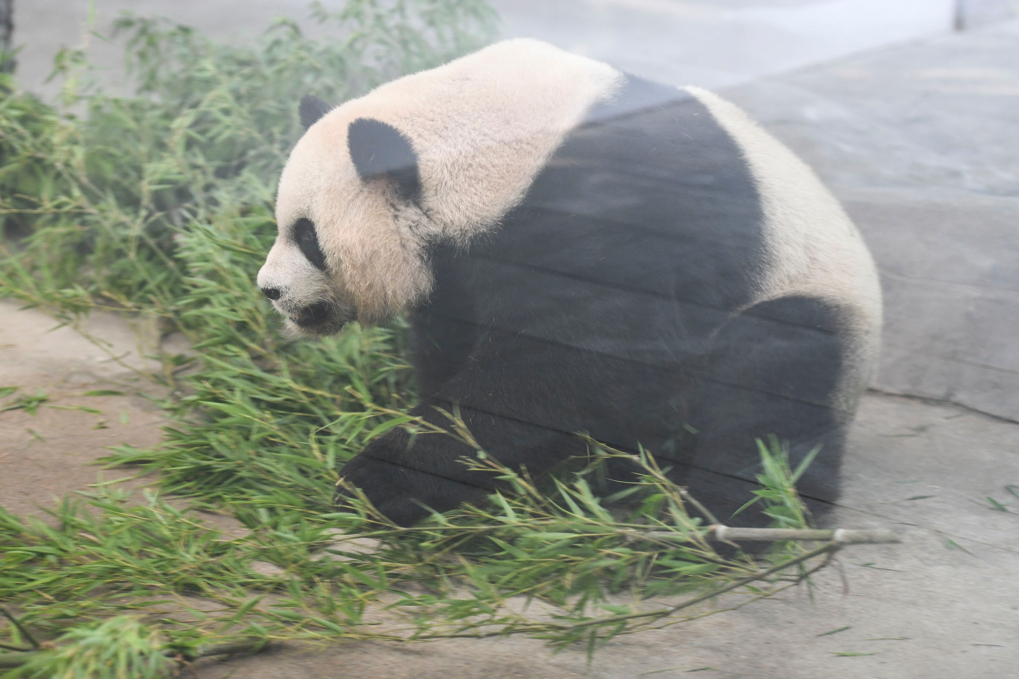 湖州安吉:竹博园的大熊猫正在吃竹子,真可爱