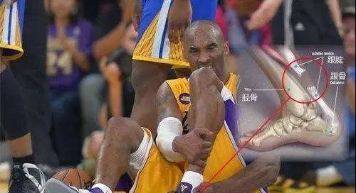 的腓肠肌的两块肌肉的肌腱联合而成,远端止于跟骨的后结节,是使足跖屈