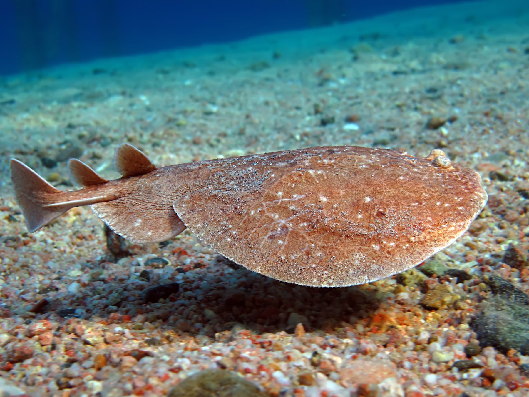 海洋生物大揭秘 