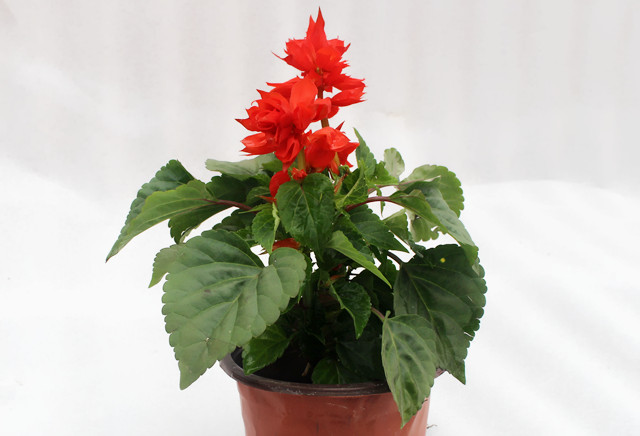 一串红养护5要点,开花多,花期长,从盛夏开到深秋!__凤凰网