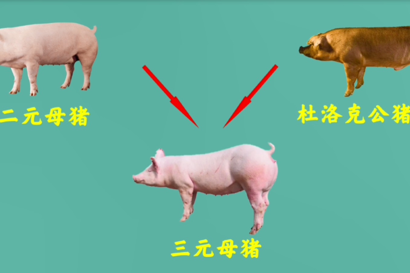 粮食猪和饲料猪的区别在哪里 - 知乎