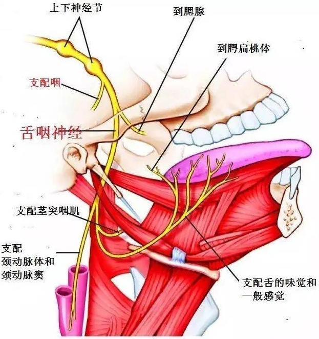 舌咽神經痛侷限於舌咽神經及迷走神經耳支,咽支支配區,即咽後壁