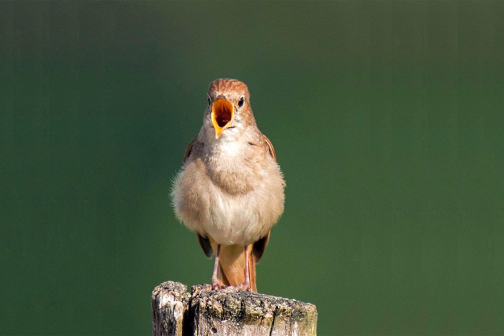 原来这就是传说中夜莺,婉转悠扬的鸣声真好听!_凤凰网视频_凤凰网