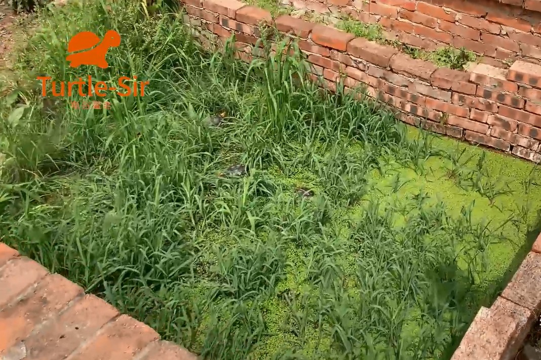 黄缘闭壳龟水需要过背嘛，水深问题详解「龟谷鳖老」