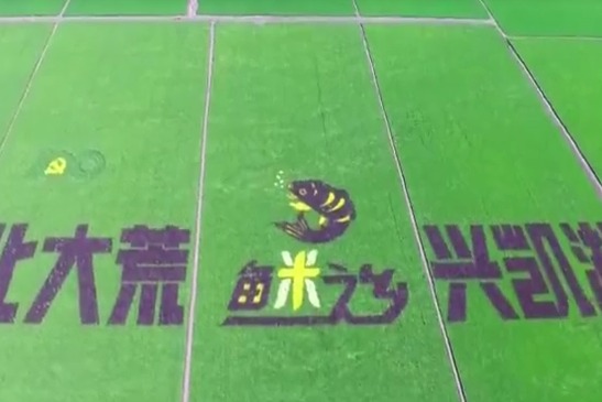密山：创意稻田画 庆祝建党百年