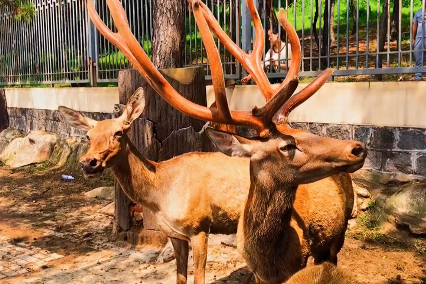 發現新青島,體驗新美好——青島市動物園