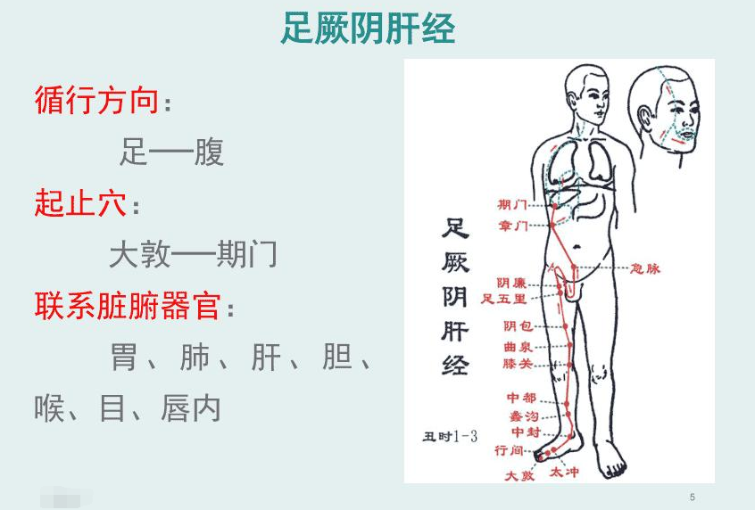 經絡常識學習:十二經絡之足厥陰肝經!