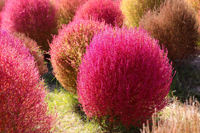 农村人当菜吃的"扫帚草",如今被宠成"风景线",美翻了!__凤凰网