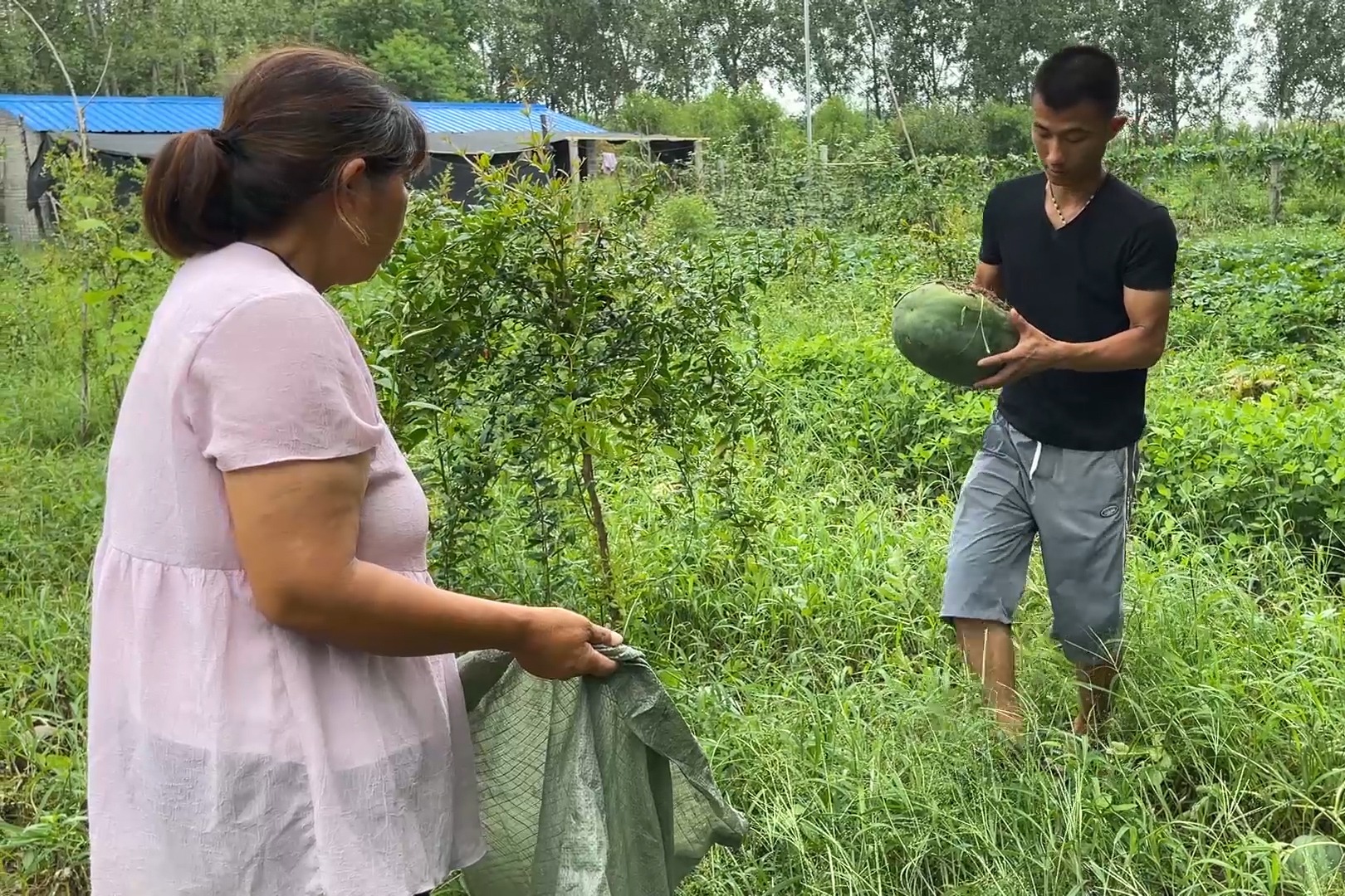 地里的西瓜罢园了，小伙摘一车拉回家，这西瓜一个比一个大