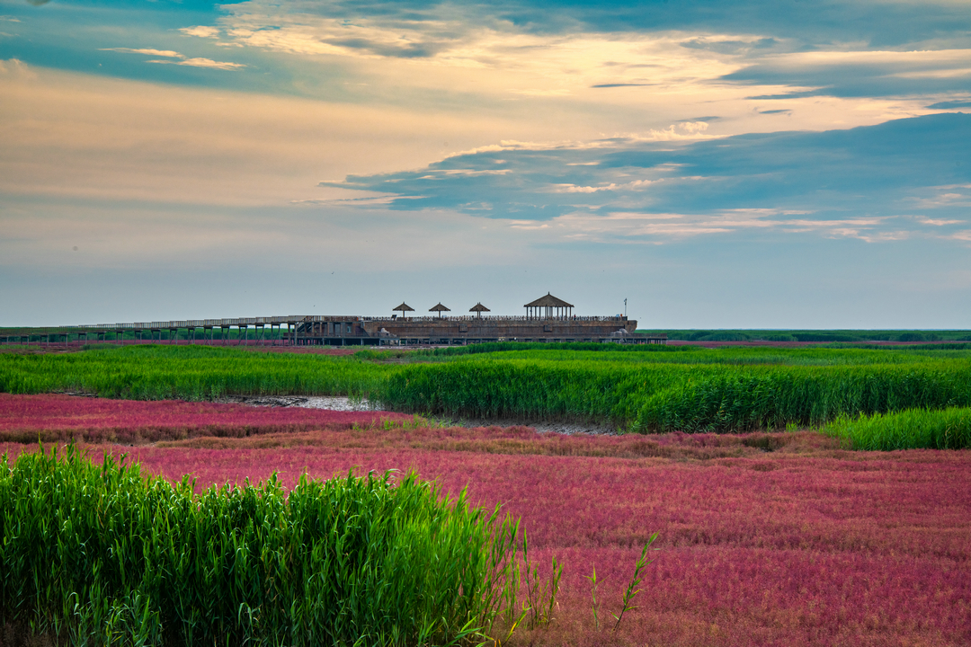 盘锦红海滩日渐呈现唯美的状态__凤凰网