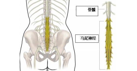 脊髓马尾位置示意图图片