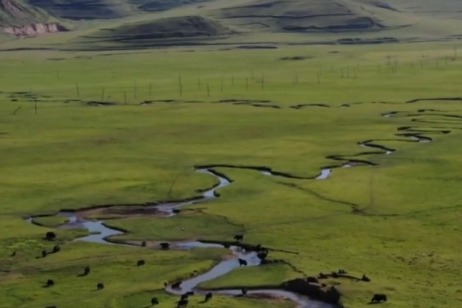 甘肃岷县近百万亩湿地草原：风吹草低见牛羊