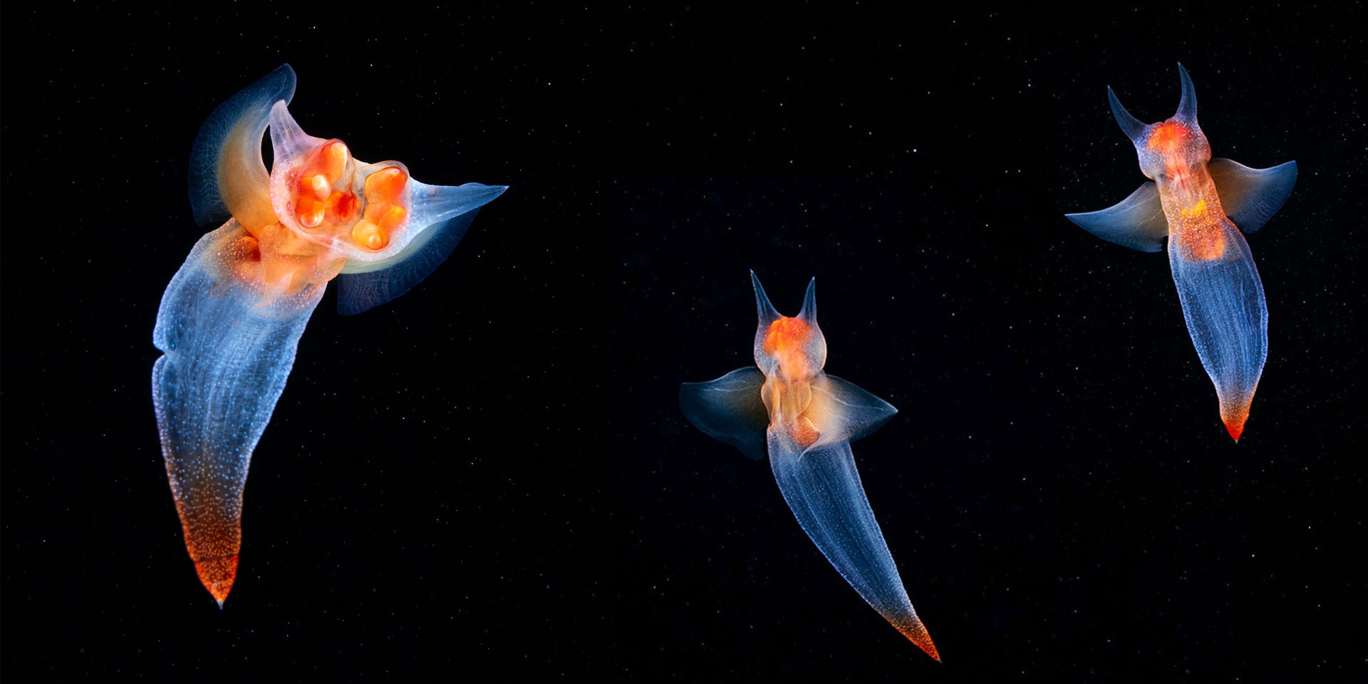 隐藏在天使外表下的"恶魔"!揭开"海天使"的神秘面纱__凤凰网