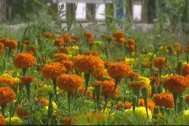 铧尖镇:以“花”为媒促增收 农旅融合振乡村