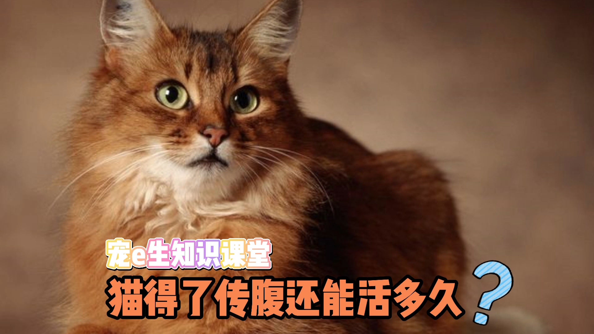 宠物知识科普！猫得了猫传腹，猫咪还能活多久？