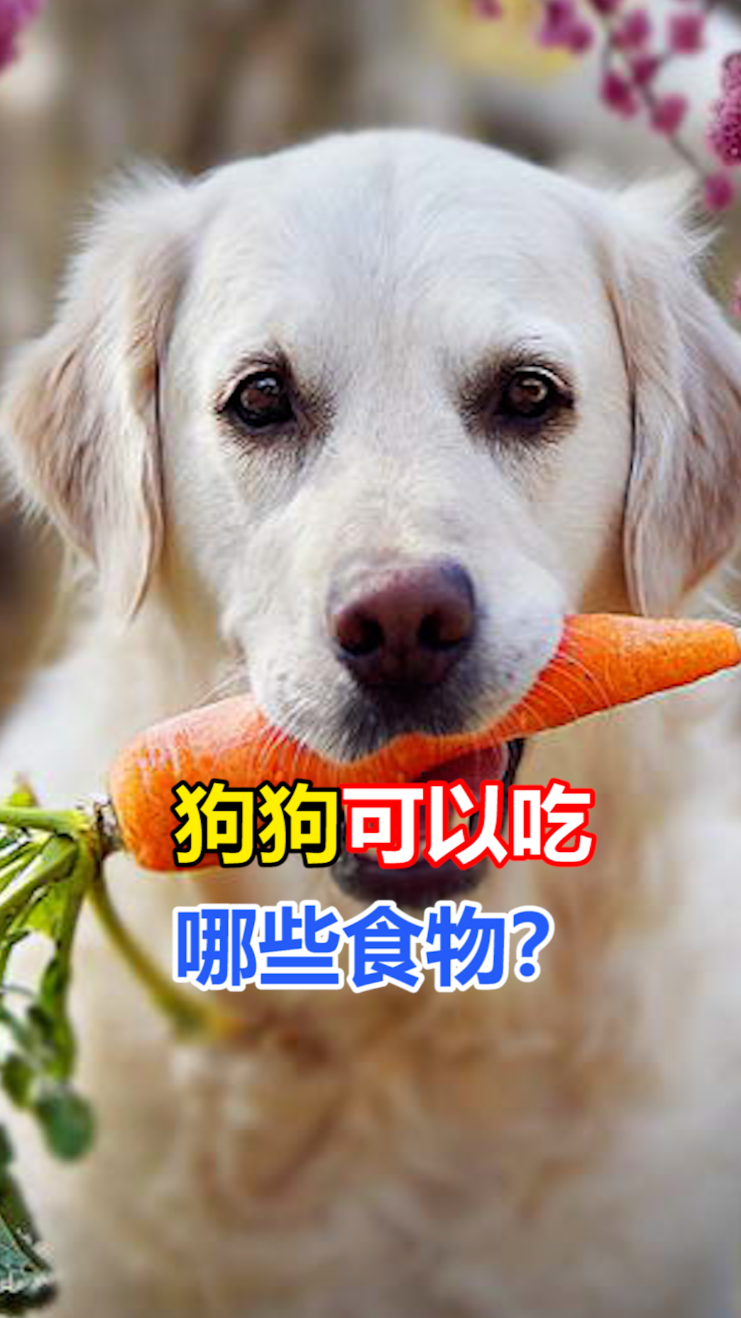 宠物养护知识!狗狗可以吃哪些食物?你知道吗?